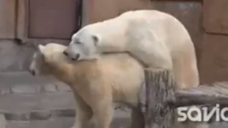 نيك حيوانات 2020 افلام سكس حيوانات ساخن